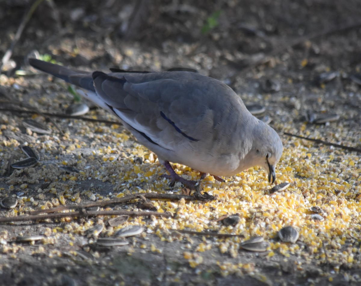 Picui Ground Dove - ML645780976