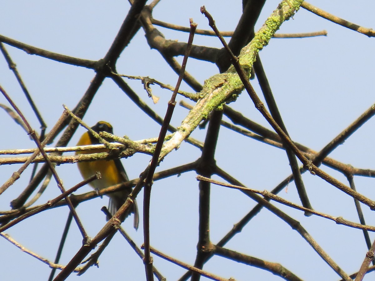 Ak Etekli Öfonya - ML645780979