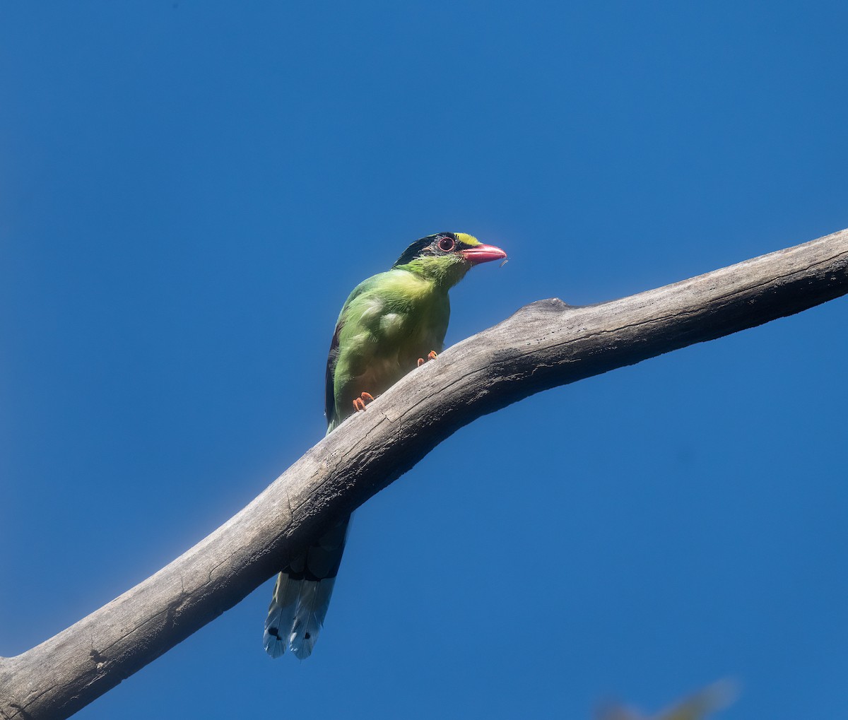 Common Green-Magpie - ML645780983