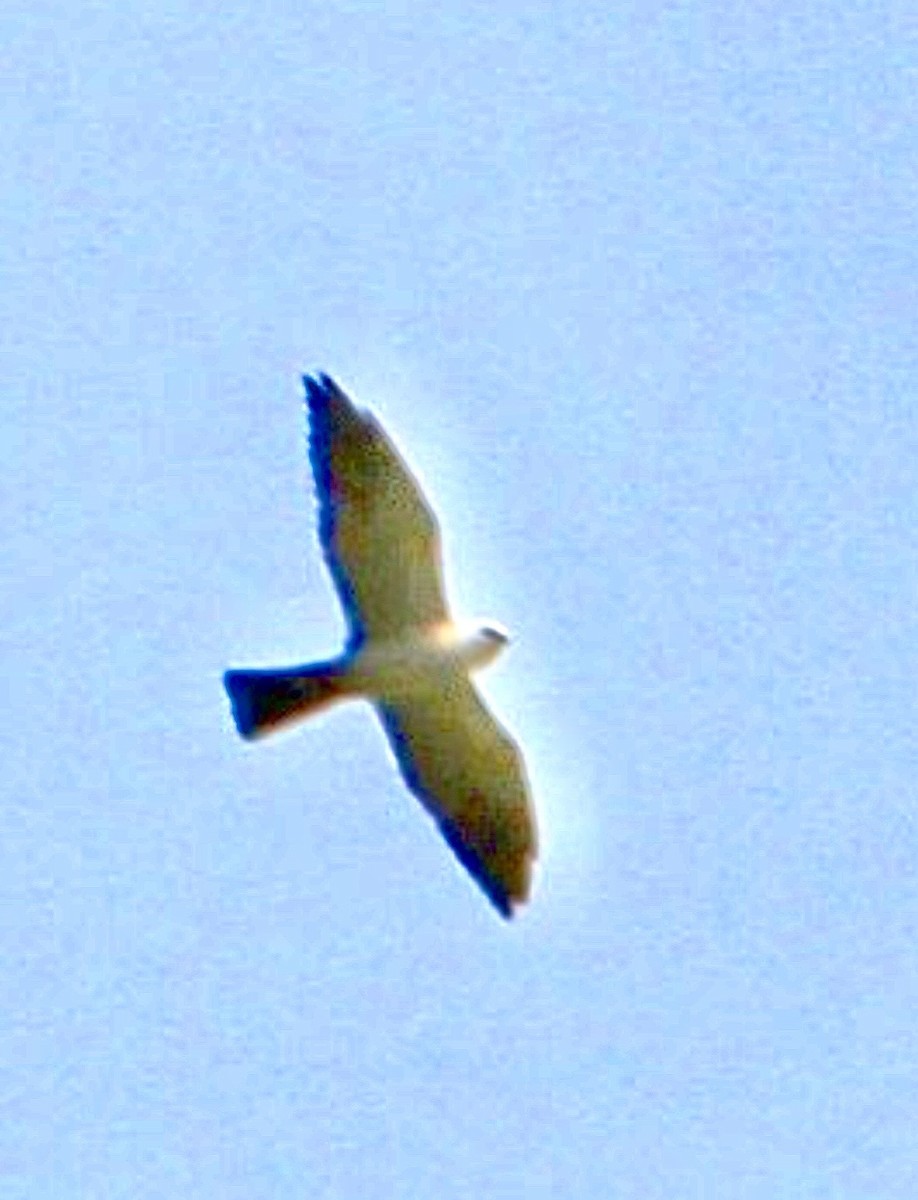 Mississippi Kite - ML645780985