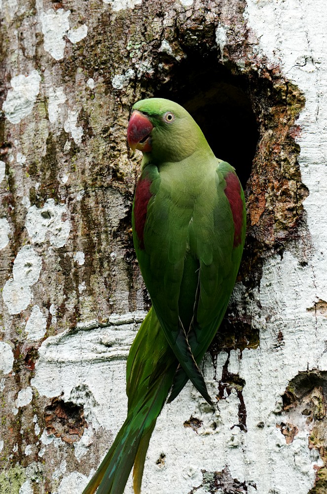Alexandrine Parakeet - ML645780987