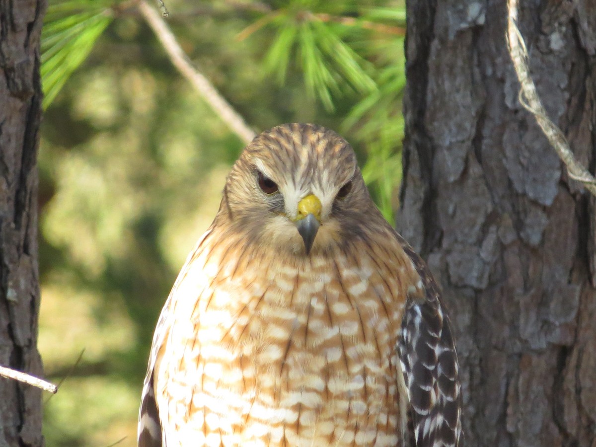 Red-shouldered Hawk (lineatus Group) - ML645780988