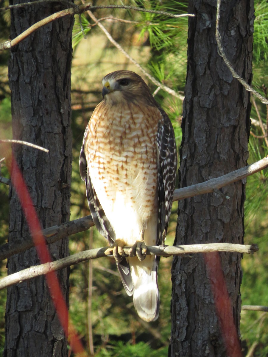 Red-shouldered Hawk (lineatus Group) - ML645780989