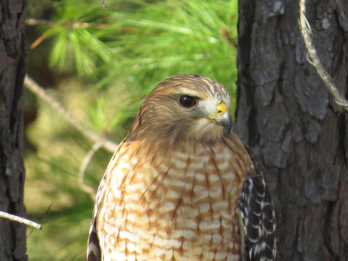 Red-shouldered Hawk (lineatus Group) - ML645780990