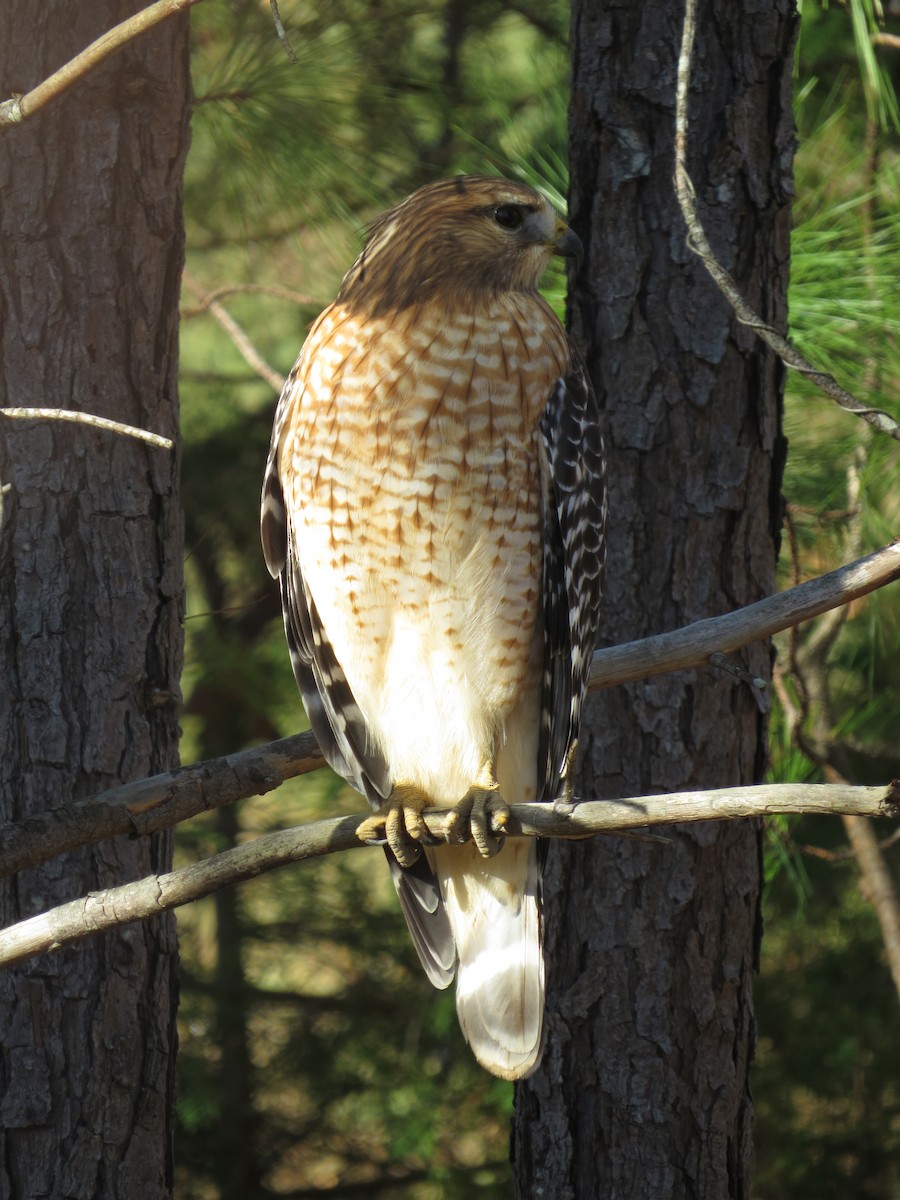 Red-shouldered Hawk (lineatus Group) - ML645780991