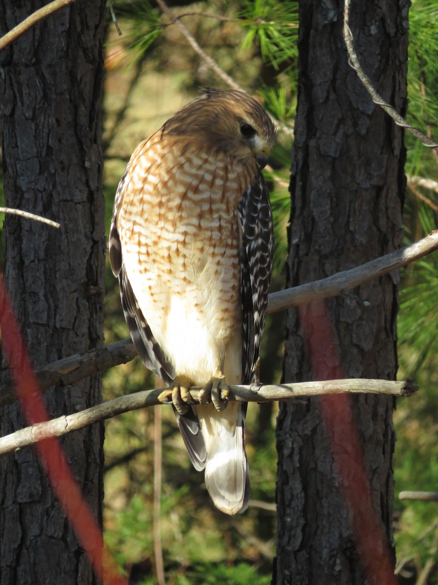 Red-shouldered Hawk (lineatus Group) - ML645780992