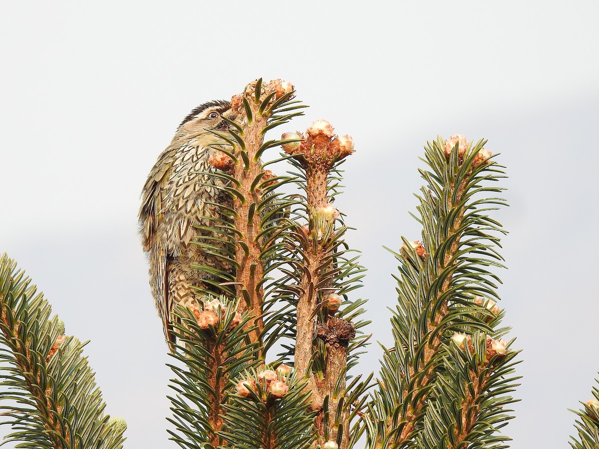 skjellbukspett - ML645780994