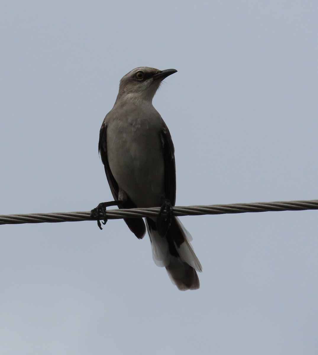 Tropical Mockingbird - ML645780995