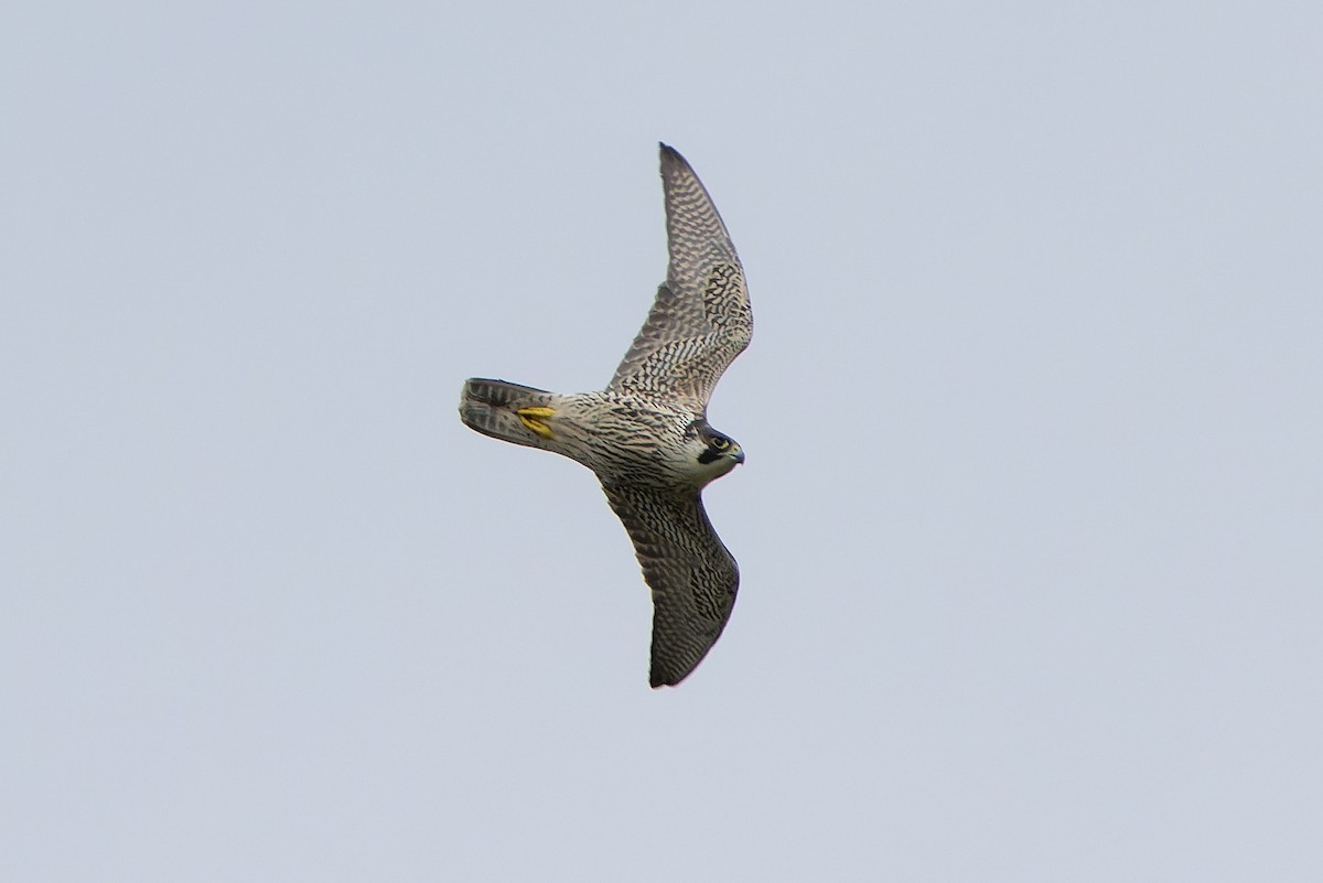 Peregrine Falcon - ML645780996