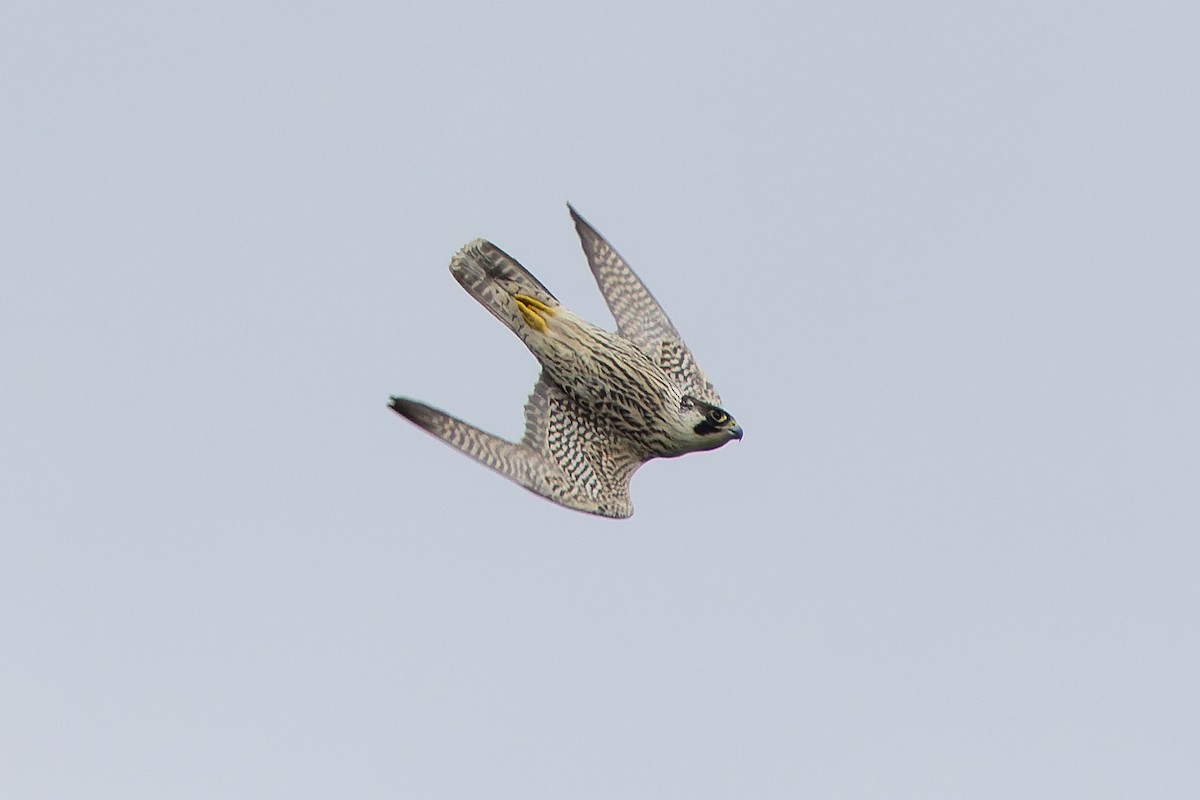 Peregrine Falcon - ML645780997