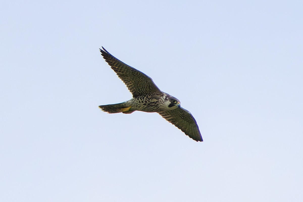 Peregrine Falcon - ML645780998