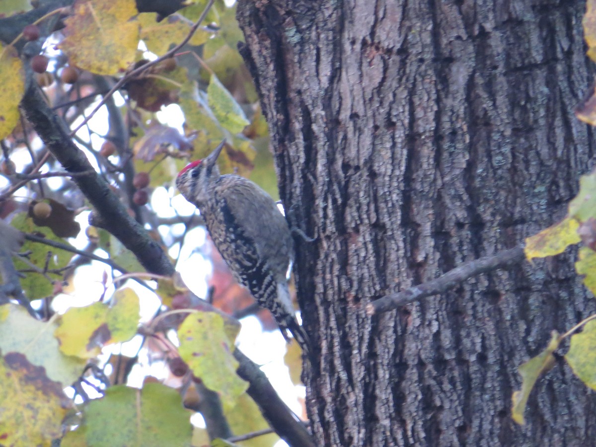 Yellow-bellied Sapsucker - ML645780999