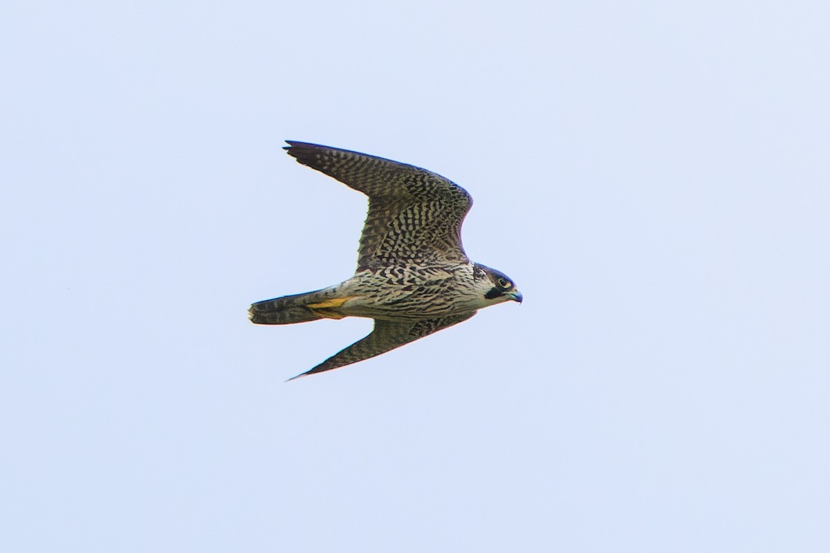 Peregrine Falcon - ML645781000