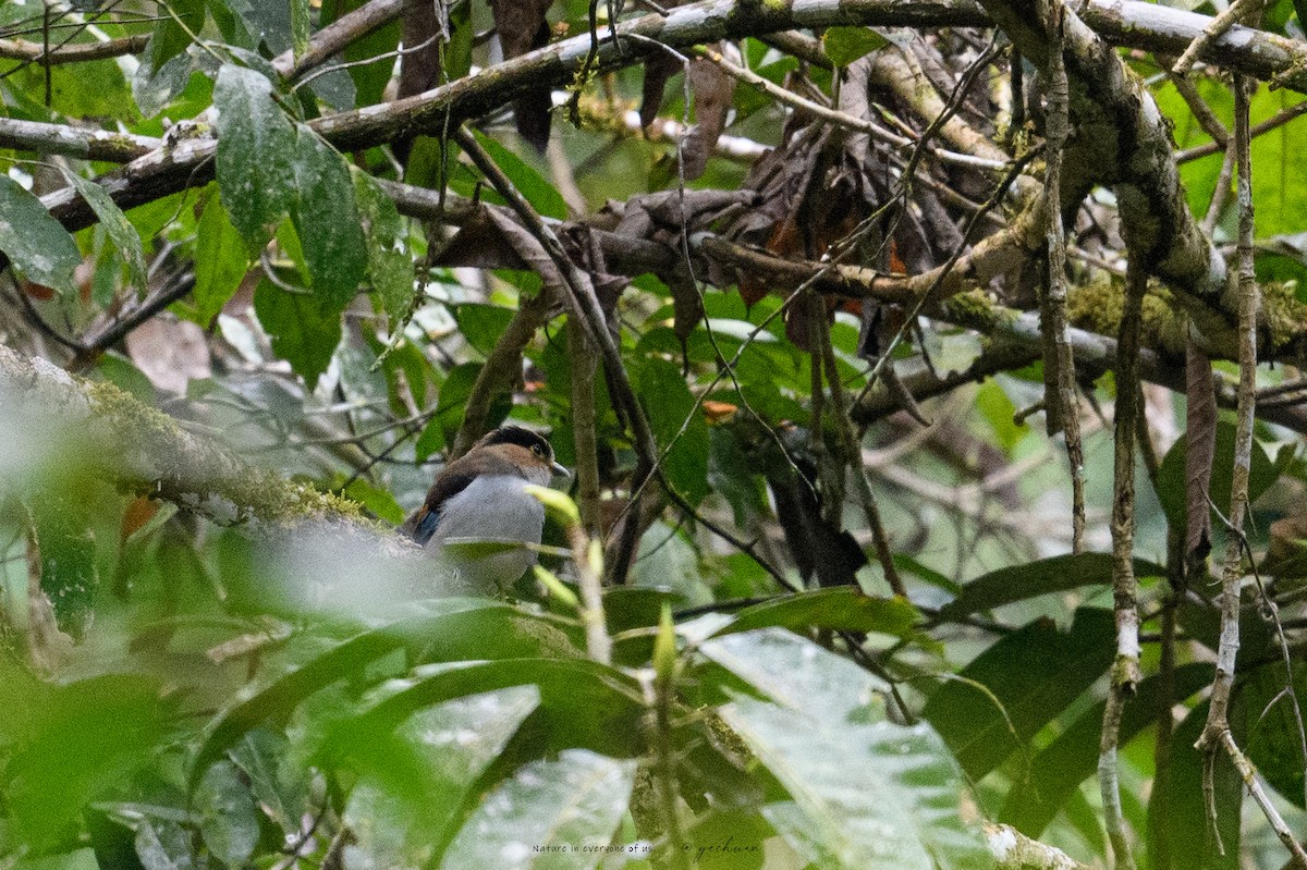 Рогодзьоб синьокрилий - ML645781014