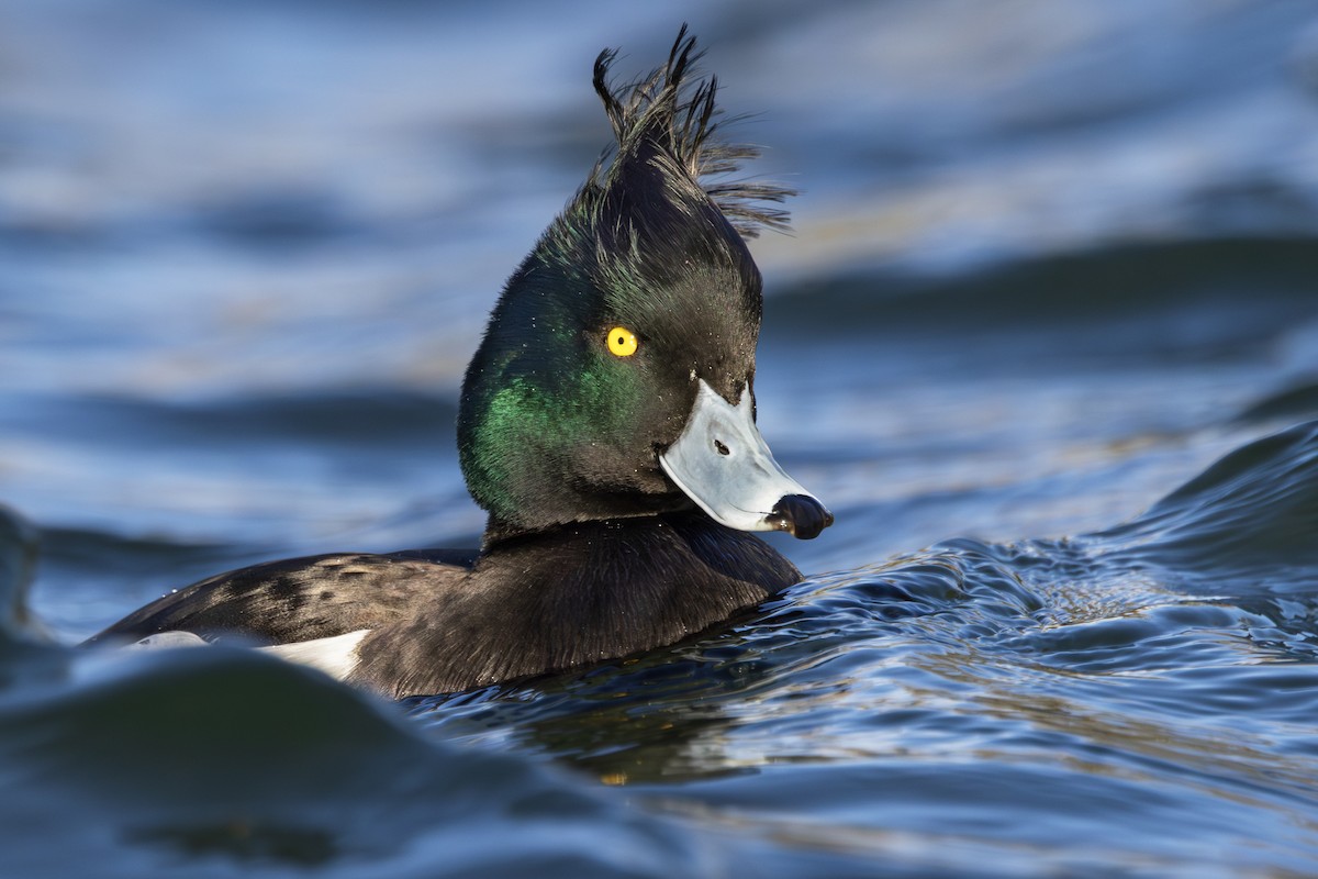 toppand - ML645781015