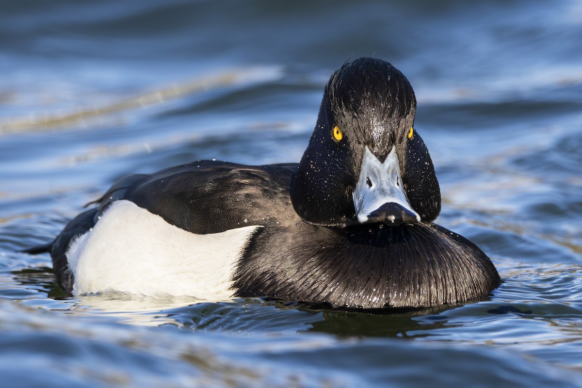 toppand - ML645781016