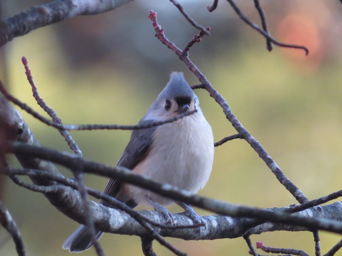 Tufted Titmouse - ML645781017