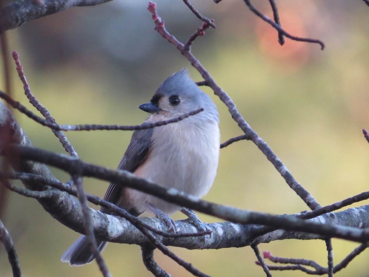 Tufted Titmouse - ML645781018