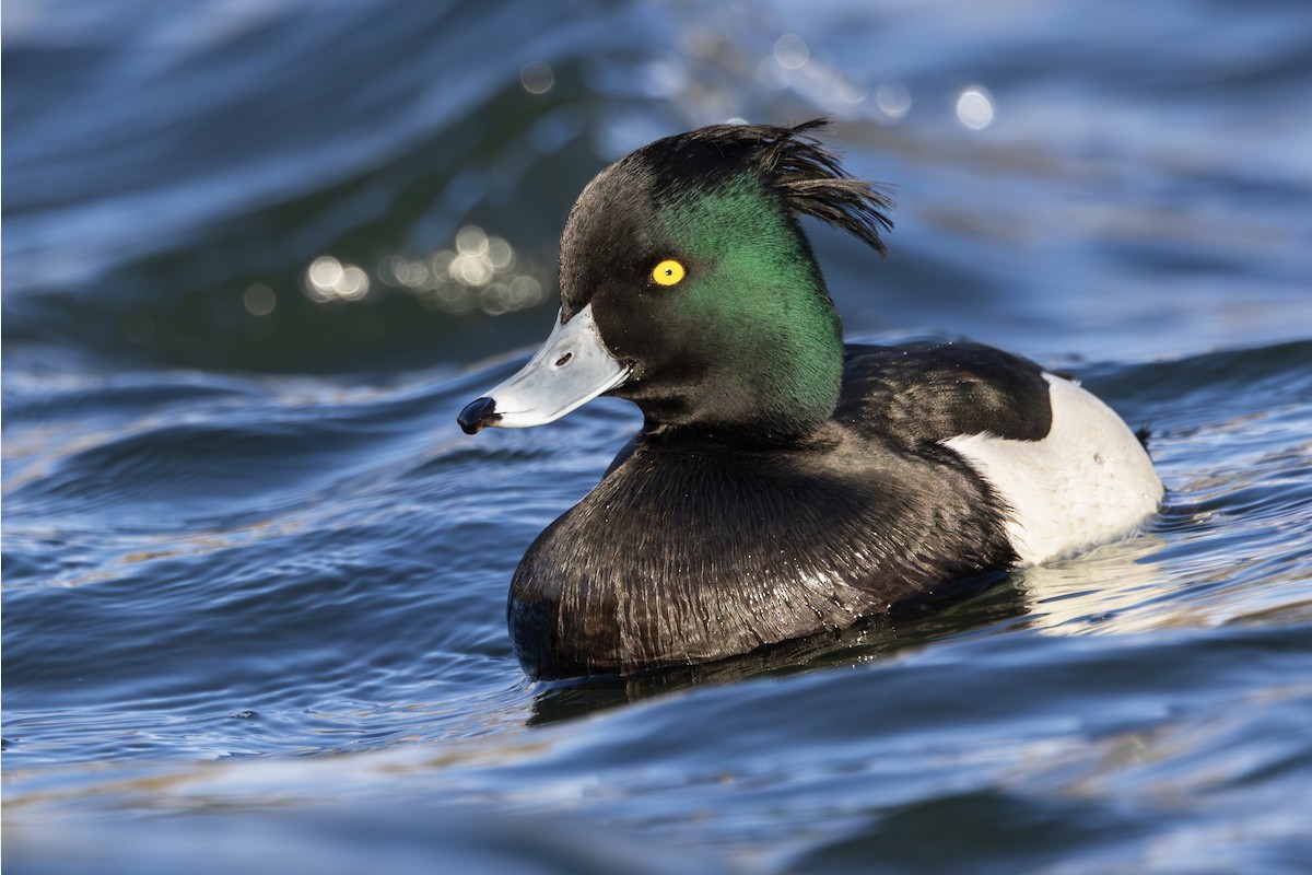 toppand - ML645781019