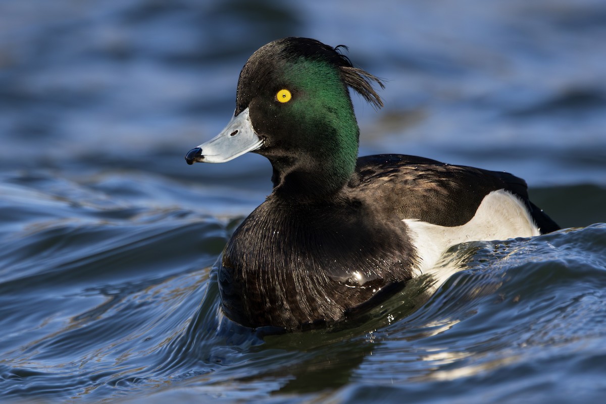 toppand - ML645781020