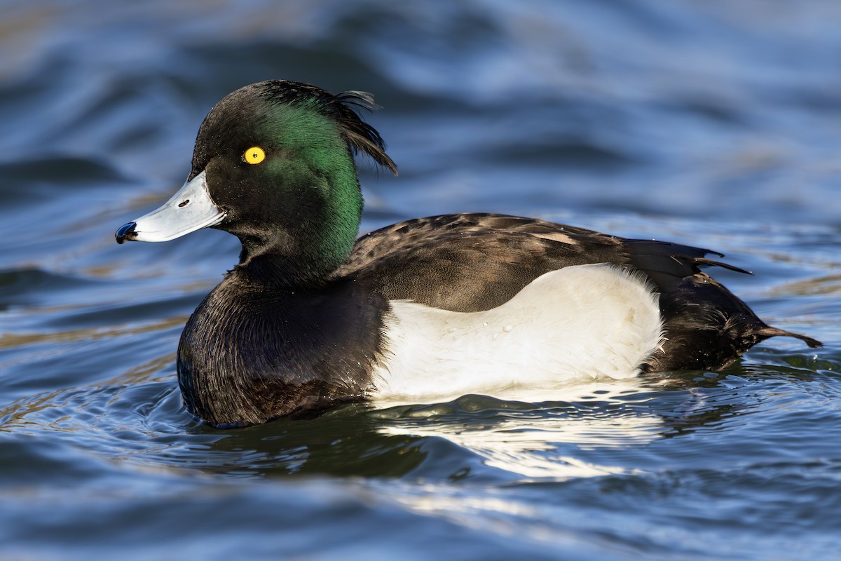 toppand - ML645781021