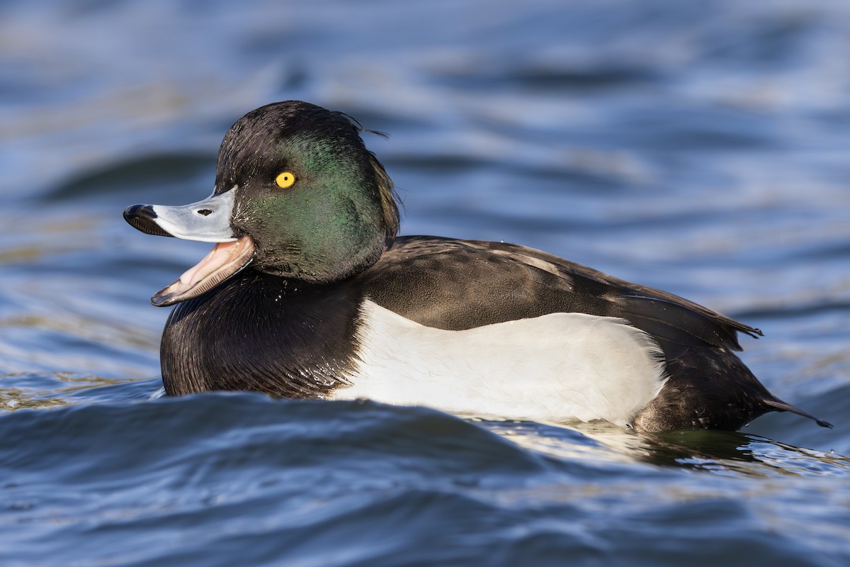 toppand - ML645781022