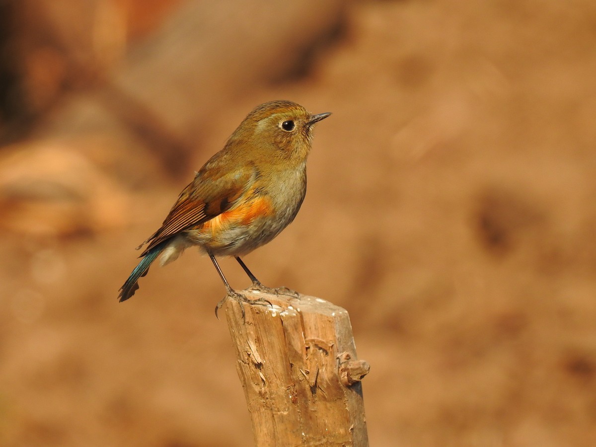 Himalayan Bluetail - ML645781024