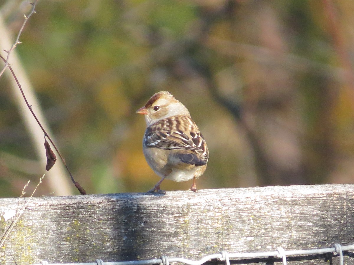 White-crowned Sparrow - ML645781028
