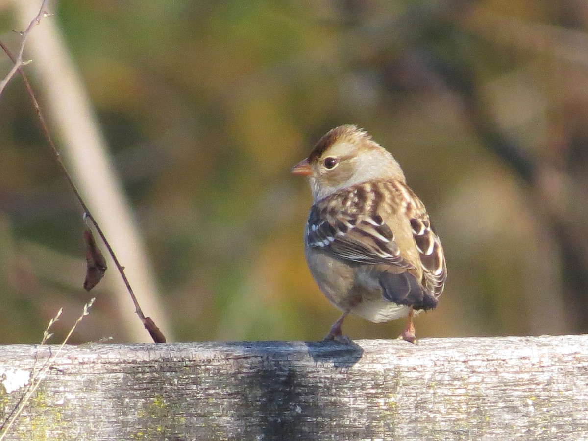 White-crowned Sparrow - ML645781029