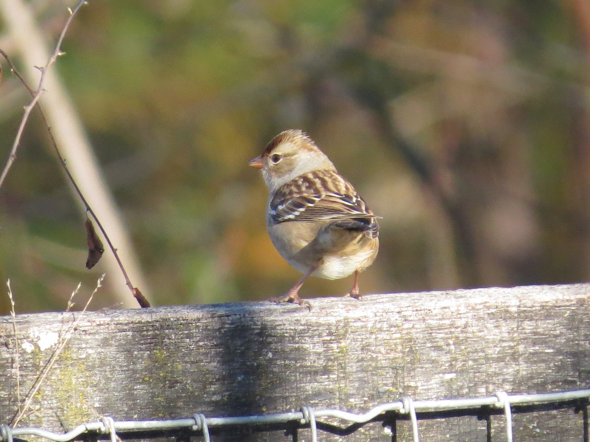 White-crowned Sparrow - ML645781030