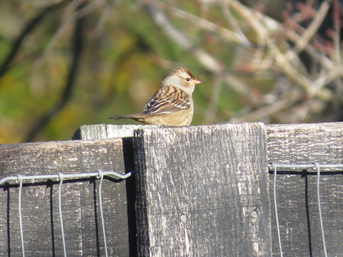 Белобровая овсянка - ML645781031
