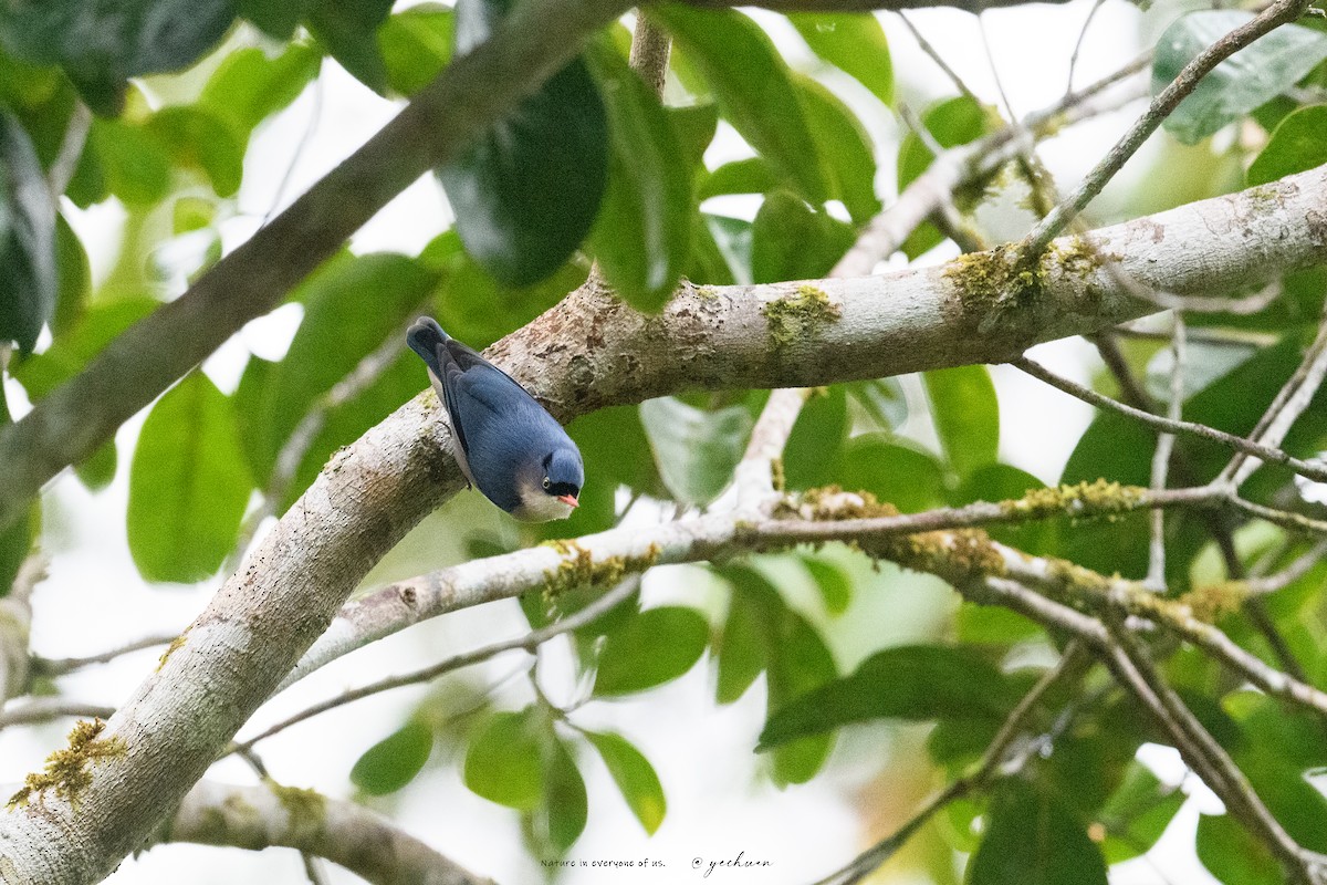 Чернолобый поползень - ML645781034