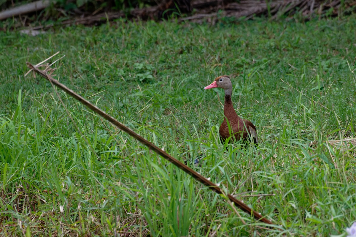 rødnebbplystreand - ML645781036