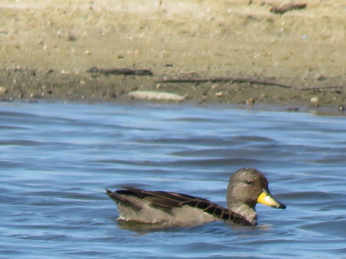 gulnebbkrikkand - ML645781037