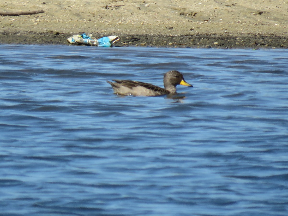 gulnebbkrikkand - ML645781038