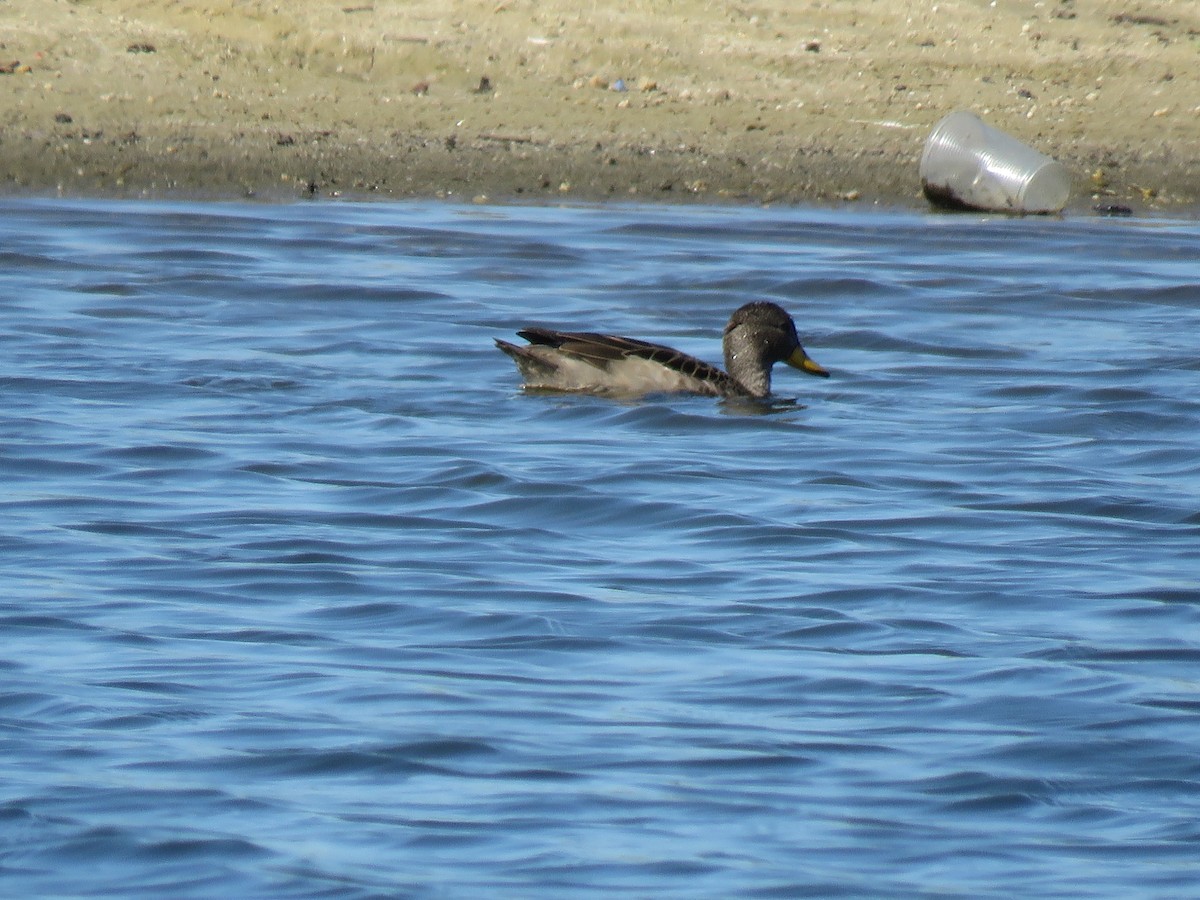 gulnebbkrikkand - ML645781039