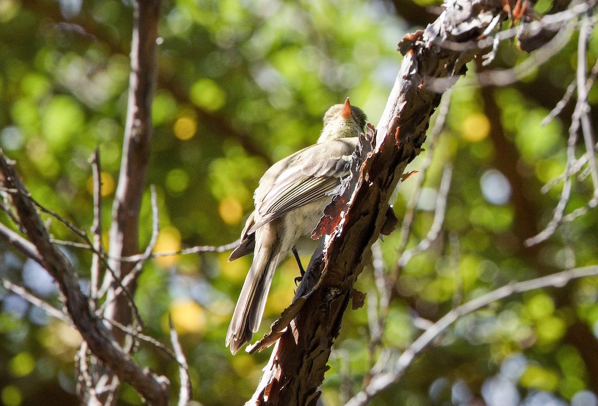 bergelenia - ML645781040