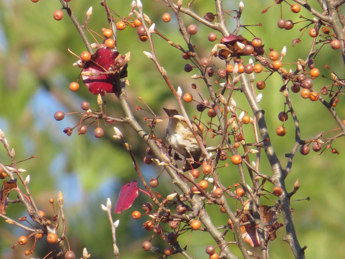 purpurfink (purpureus) - ML645781041