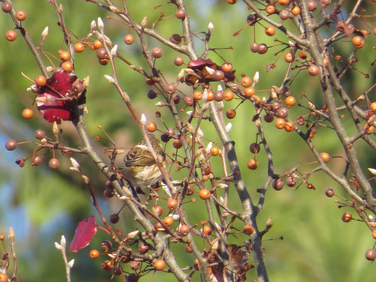 purpurfink (purpureus) - ML645781042