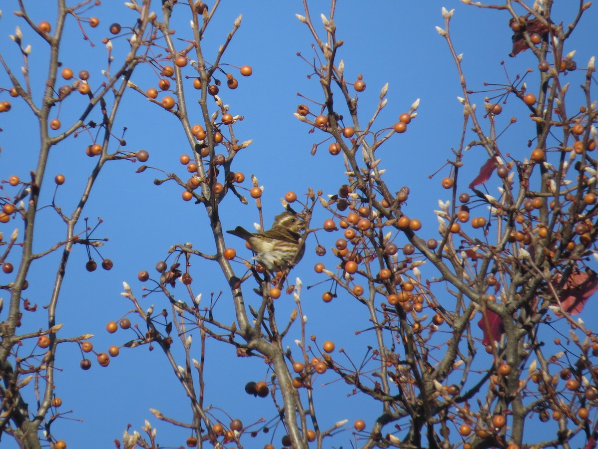 purpurfink (purpureus) - ML645781043