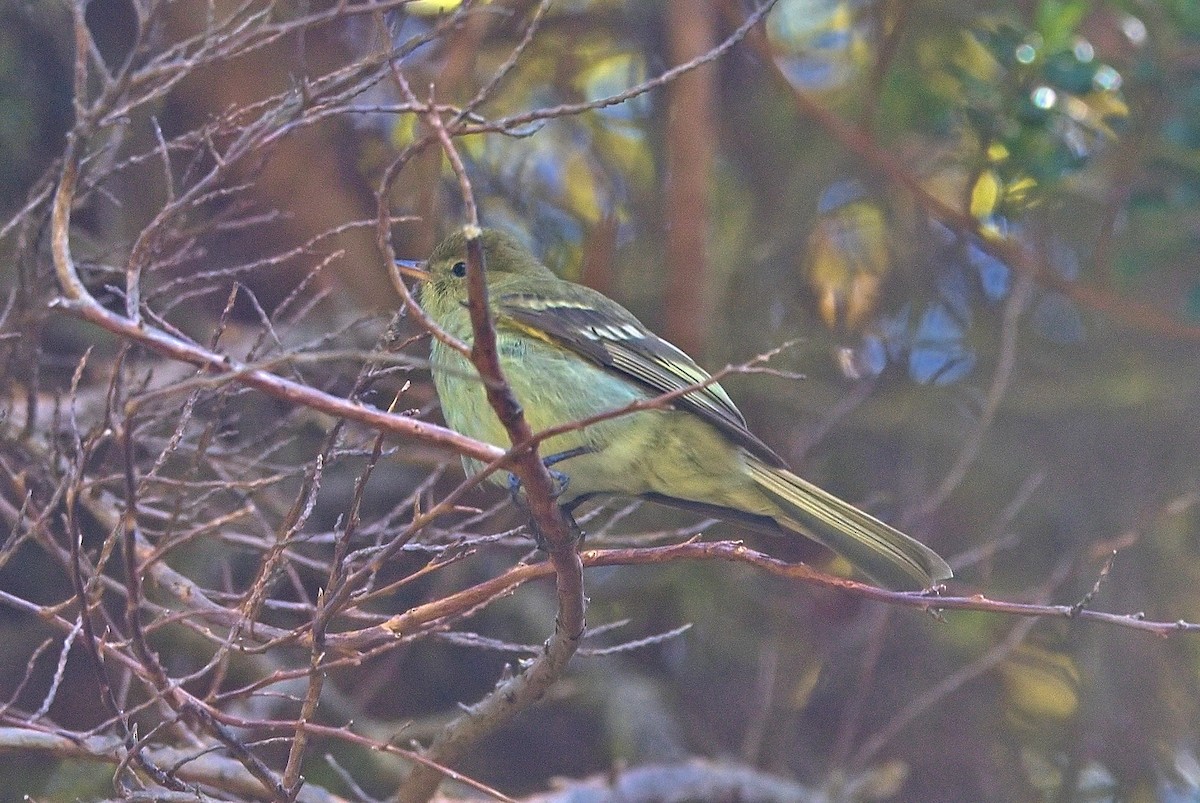 bergelenia - ML645781044