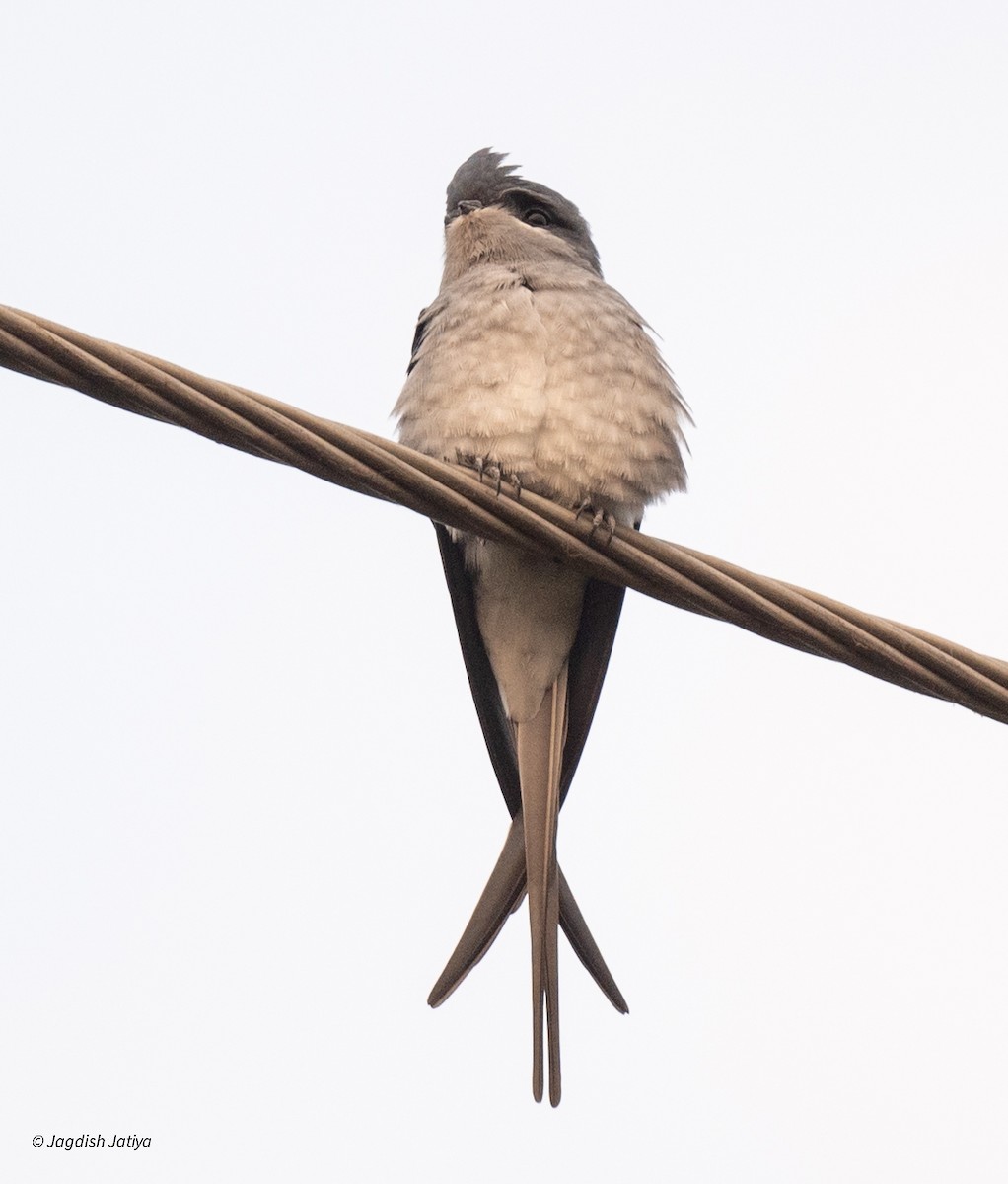 topptreseiler - ML645781045