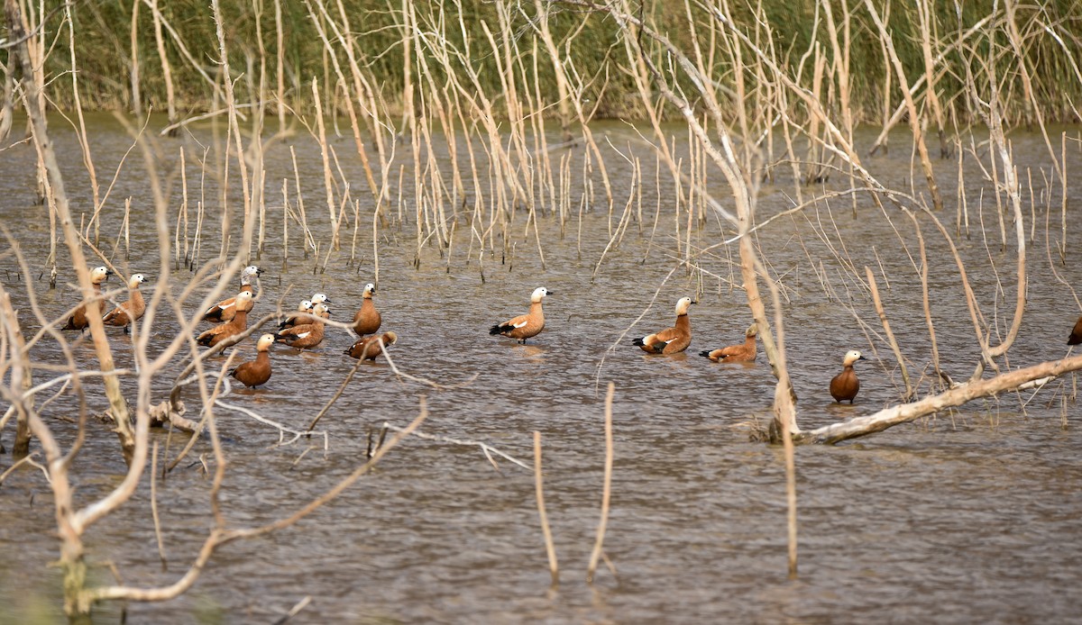 rustand - ML645781046