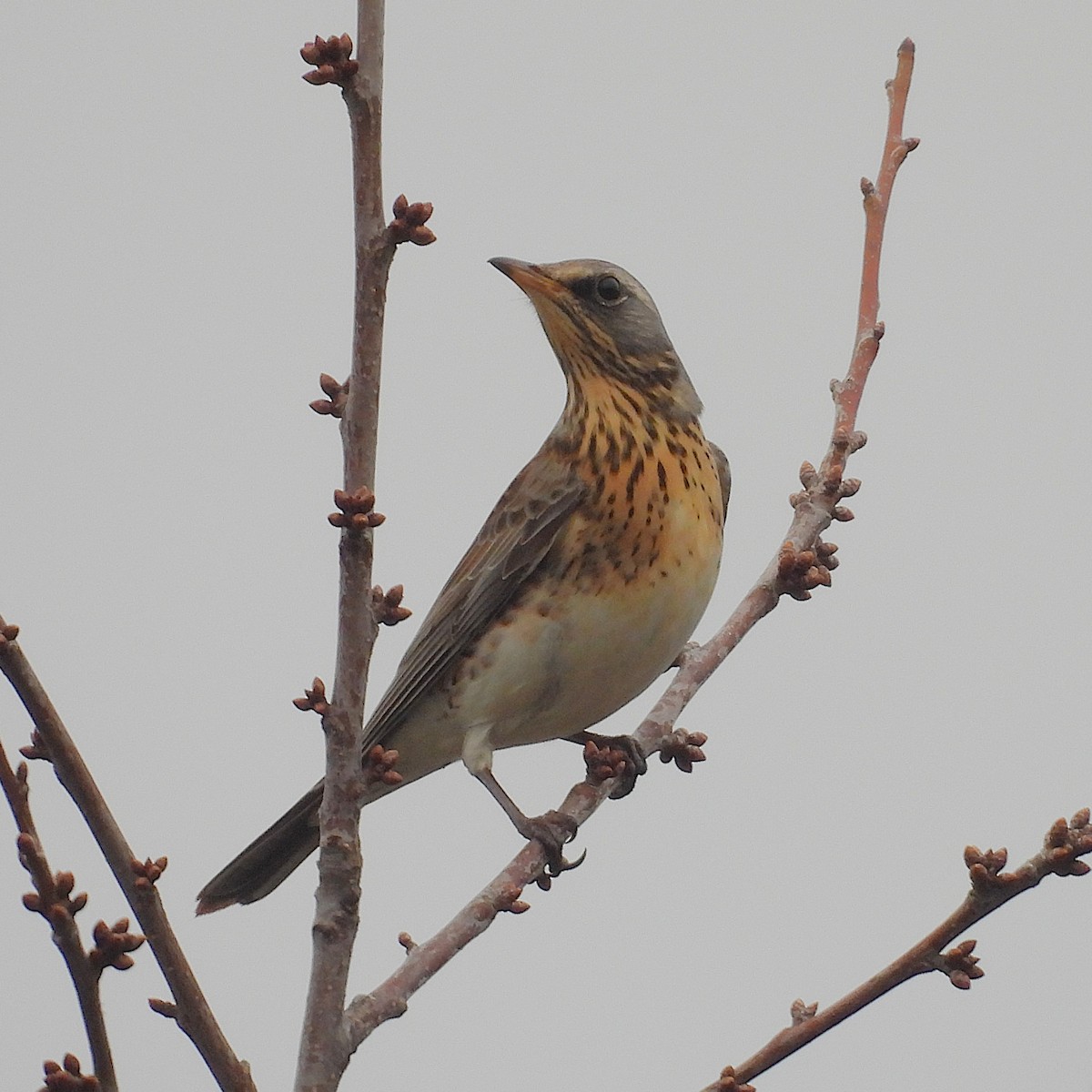 gråtrost - ML645781048