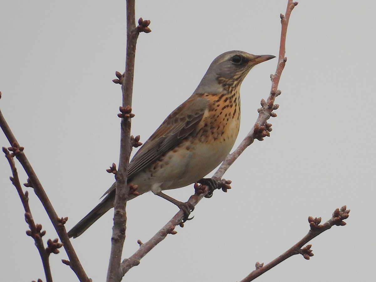 gråtrost - ML645781049