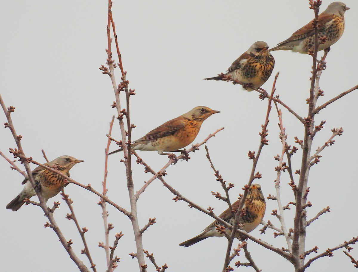 gråtrost - ML645781050