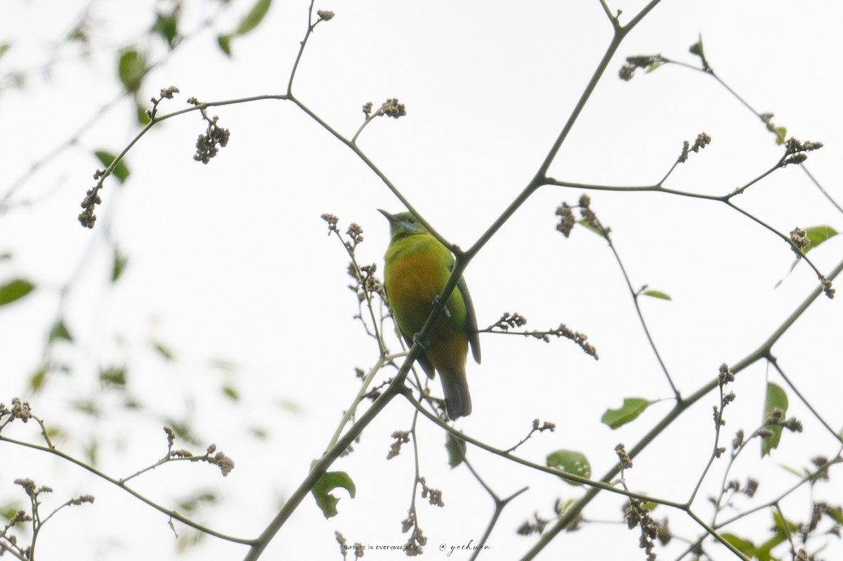 oransjebukbladfugl - ML645781051