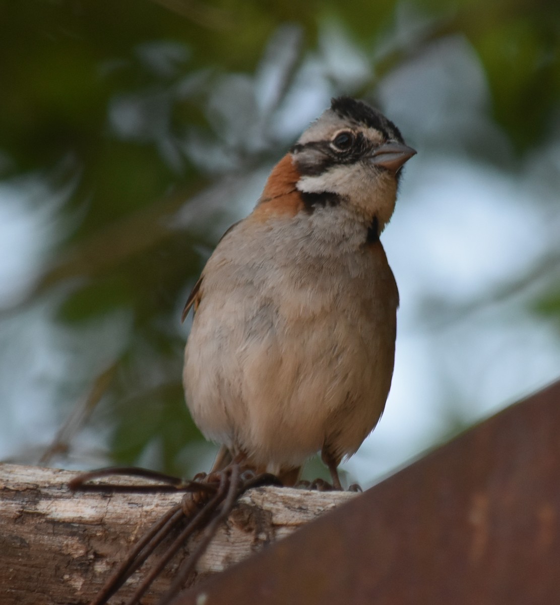 rustkragespurv - ML645781052