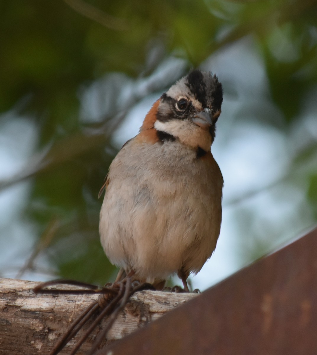 rustkragespurv - ML645781053