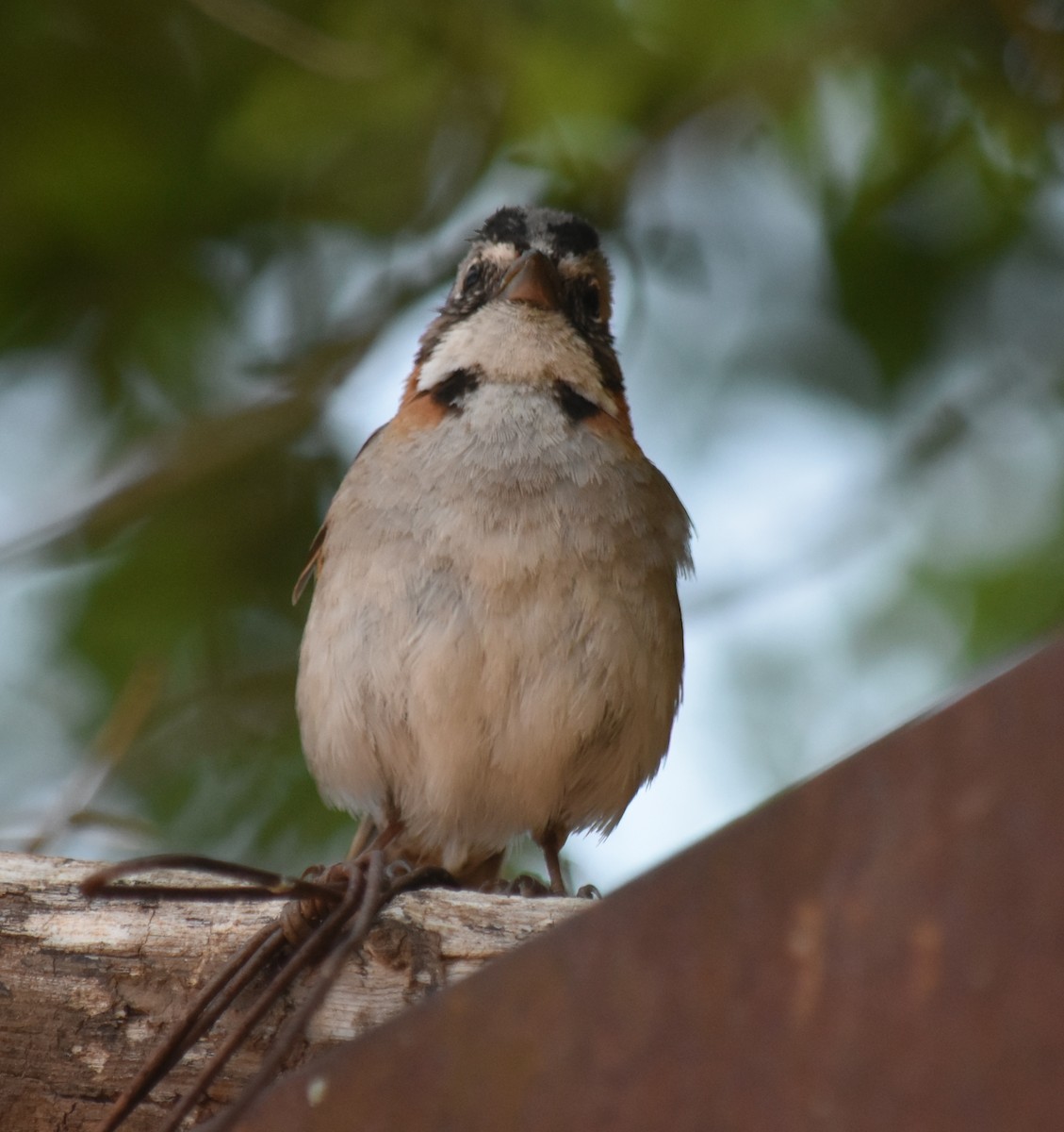 rustkragespurv - ML645781054